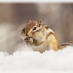 リスのしっぽは生える?取れた時の対処法