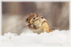 リスのしっぽは生える？取れた時の対処法