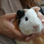 モルモットの鳴き声の意味とうるさい時の対処法