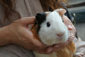 モルモットの鳴き声の意味とうるさい時の対処法