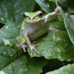 カエルの餌は何？虫以外や食べない時の対処法など