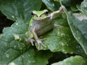 カエルの餌は何?虫以外や食べない時の対処法など