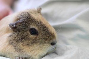 モルモットの飼い方～初心者向け