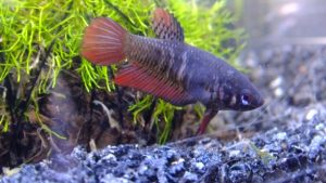 ベタのメスの見分け方と混泳の注意点