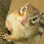 リスの寿命を延ばしたい!長生きしてもらうための飼い方とは?