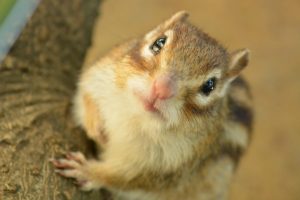 リスの寿命を延ばしたい!長生きしてもらうための飼い方とは?