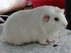 モルモットの餌の種類・量と食べない時の対処法など