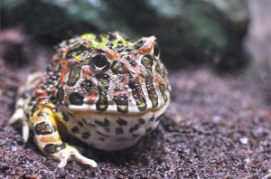 カエルでペットにできるのはどんな種類？特徴や気になる値段など