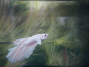 ベタの寿命と長生きの秘訣