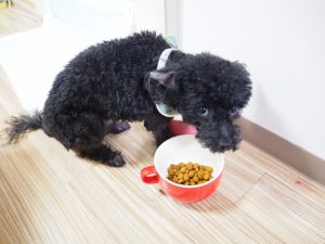 黒トイプードルの値段や性格などの特徴は?