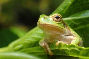 カエルの飼育方法まとめ