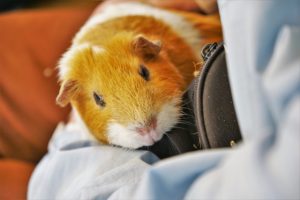 モルモットのケージ掃除の頻度と方法