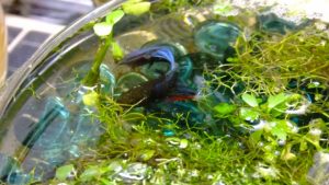 ベタに適した水草の種類と特徴