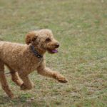 トイプードルの値段の違いは毛色や性別が関係している!