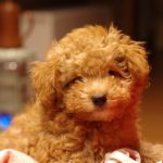 トイプードルの飼い方について(初心者向け)