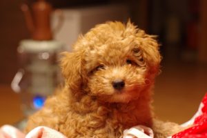 トイプードルの飼い方について(初心者向け)