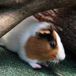 モルモットの赤ちゃんの育て方