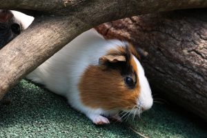 モルモットの赤ちゃんの育て方