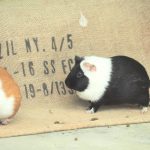 モルモットがなつく効果的な方法となつかないときの接し方