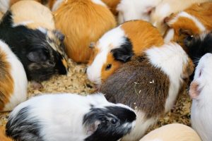 モルモットの寿命と病気！長生きの秘訣とは？