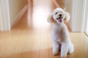トイプードルの寿命はどの位?気を付ける病気と長生きの秘訣は?