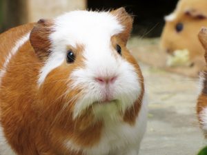 モルモットの飼育方法まとめ