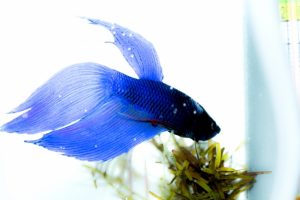 ベタとの混泳はコリドラスがおすすめ！その理由と注意点