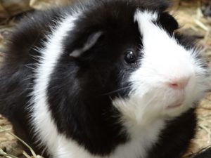 モルモットのケージのおすすめとケージによるケガや病気の防止策