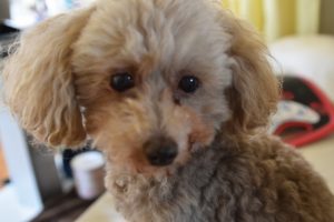 シルバーのトイプードルの値段や性格などの特徴は？