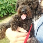 ブラウンのトイプードルの値段や性格などの特徴