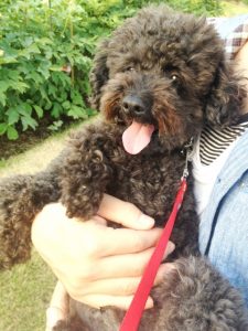 ブラウンのトイプードルの値段や性格などの特徴