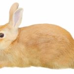 うさぎのマウンティングへの対処法