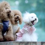 トイプードルの色の種類と性格の違い！色で見る愛犬の選び方とは