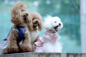 トイプードルの色の種類と性格の違い！色で見る愛犬の選び方とは