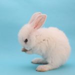うさぎの爪切の頻度と自宅で行う時のコツ