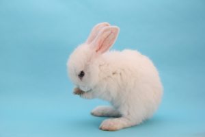 うさぎの爪切の頻度と自宅で行う時のコツ