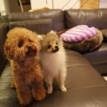 トイプードルの餌の回数や量の決め方と食べない時の対処法