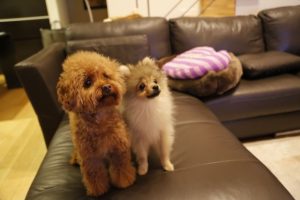 トイプードルの餌の回数や量の決め方と食べない時の対処法