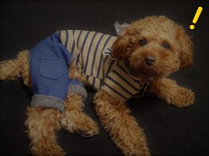 トイプードルのしっぽは切るのが普通？切る理由と影響について