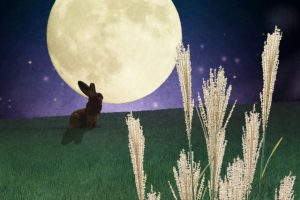 うさぎは夜行性？うるさい時の対処法