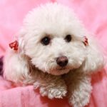 白のトイプードルの値段や性格などの特徴は？