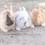 うさぎの出産に適した時期と生まれる赤ちゃんの数について
