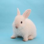 うさぎのお風呂の頻度や入れ方と覚えておきたい注意点