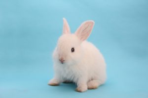 うさぎを室内で放し飼いするメリット・デメリットと注意点