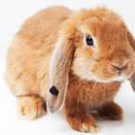 うさぎのなめる行為の意味は？愛情表現以外にも理由があった！