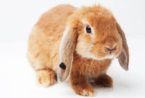 うさぎのなめる行為の意味は？愛情表現以外にも理由があった！