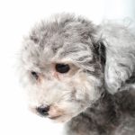 トイプードルのグレーってどんな犬？性格などの特徴と値段