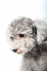 トイプードルのグレーってどんな犬？性格などの特徴と値段