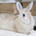 うさぎを外で放し飼いする時の注意点