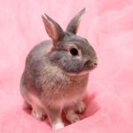 うさぎのストレスの原因・症状と解消方法